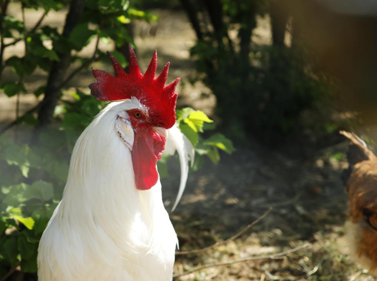Belvedere Zola Predosa Dış mekan fotoğraf